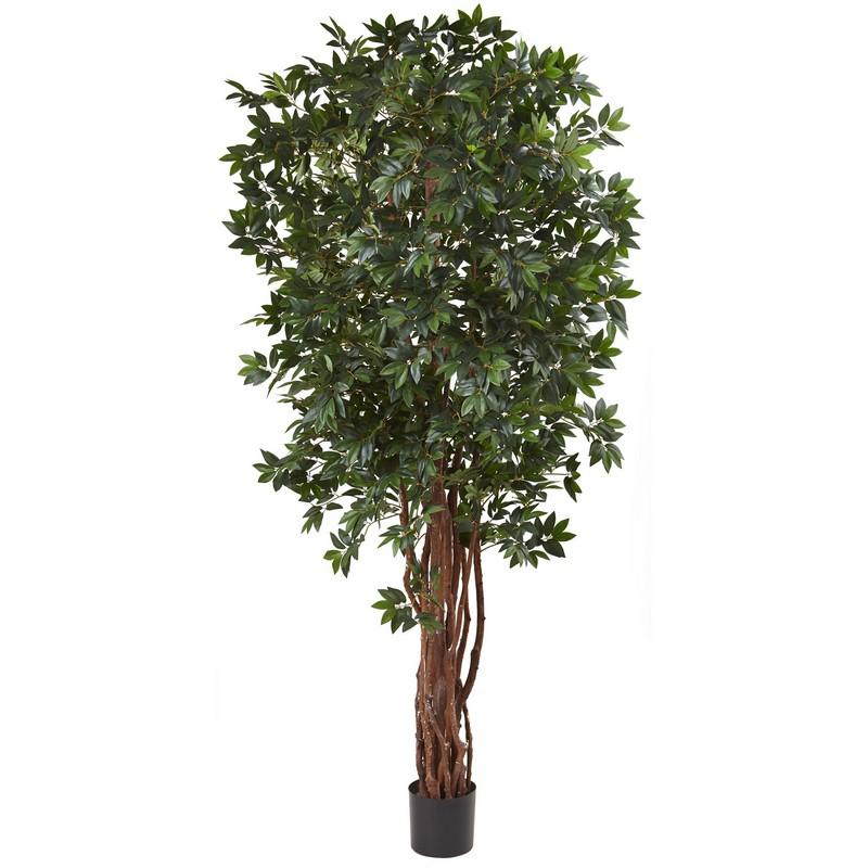 7.5' Lychee Silk Tree