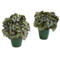 Rex Begonia Artificial Plant in Green Planter (Set of 2)