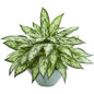Silver Queen Artificial Plant in Green Vase
