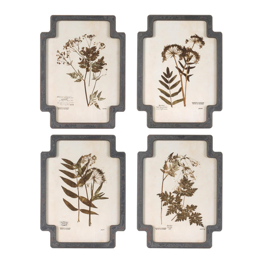 Framed Pressed Floral and Foliate Print (Set of 4)