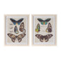 Framed Encyclopedia Butterfly Print (Set of 2)