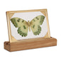 Framed Butterfly Tabletop Decor 9"L