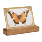 Framed Butterfly Tabletop DŽcor 9"L