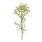 Queen AnneÕs Lace Floral Stem (Set of 4)