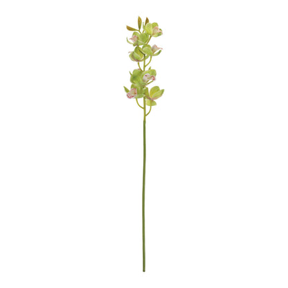Cymbidium Orchid Flower Stem (Set of 2)