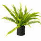 Fern Plant with Mossy Base 24"H