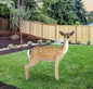Fallow Deer Doe