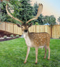 Fallow Deer Buck