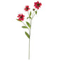 28.5" Cosmo Stem (Set of 12)