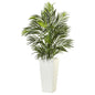 Areca Palm in White Square Planter