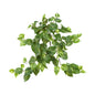 Pothos Hanging Bush (Set of 3)