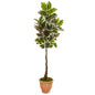 67"  Variegated Rubber Leaf Artificial Tree in Terra-Cotta Planter (Real Touch)