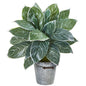 24"  Silver Aglonema Artificial Plant in Decorative Bucket (Real Touch)