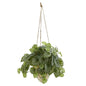 24"  Watermelon Peperomia Artificial Plant in Hanging Vase (Real Touch)