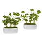 10"  Clover Artificial Plant in White Planter (Set of 2)