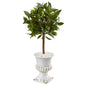2.5' Sweet Bay Mini Topiary Tree in White Urn