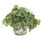 Watermelon Peperomia Artificial Plant in Vase (Real Touch)
