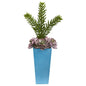 33' Echeveria and Spiky Succulent Artificial Plant in Blue Planter