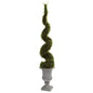 Mohlenbechia Spiral Tree w/Decorative Urn