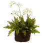 Mini Phalaenopsis & Fern w/Bridsnest Planter