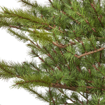 7' Vancouver Mountain Pine Artificial Christmas Tree with 374 Bendable Branches
