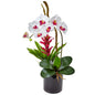 Orchid and Bromeliad in Glossy Black Cylinder