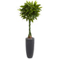 6' Money Artificial Tree in Gray Cylinder Planter (Real Touch)