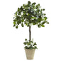 3' Stephanotis Topiary w/Planter