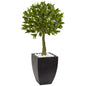 Bay Leaf Topiary With Black Wash Planter Uv Resistant (Indoor/Outdoor)