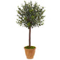4.5' Olive Tree in Terracotta Planter