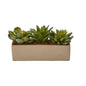 5"  Mixed Succulent Pot