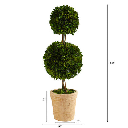 2.5' Preserved Boxwood Double Ball Topiary Tree in Decorative Planter