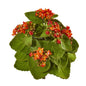 8"  Kalanchoe Artificial Bush Flower (Set of 6)