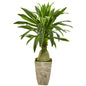 62" Dracaena Artificial Plant in Country White Planter