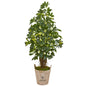 4.5' Schefflera Artificial Tree in Farmhouse Planter