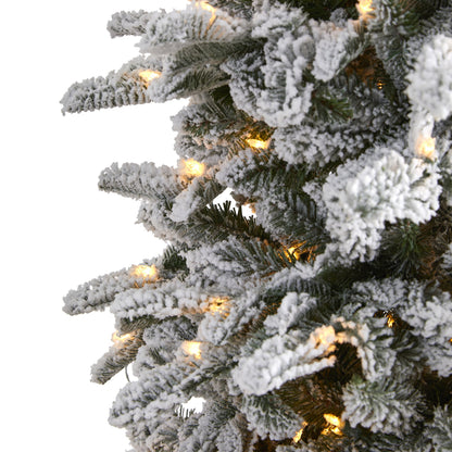 7' Flocked North Carolina Fir Artificial Christmas Tree w550 Warm White Lights