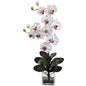 Double Giant Phalaenopsis w/Vase