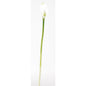 Calla Lilly Silk Flower (12 Stems)