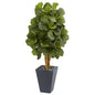 5.5' Fiddle Leaf Artificial Tree in Slate Planter