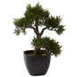 15'' Cedar Bonsai