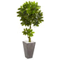 6' Schefflera Artificial Tree in Cement Planter UV Resistant (Indoor/Outdoor)