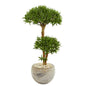 39"  Bonsai Styled Podocarpus Artificial Tree in Bowl Planter