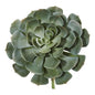 13"  Giant Echeveria Succulent Pick Artificial Plant (Set of 2)