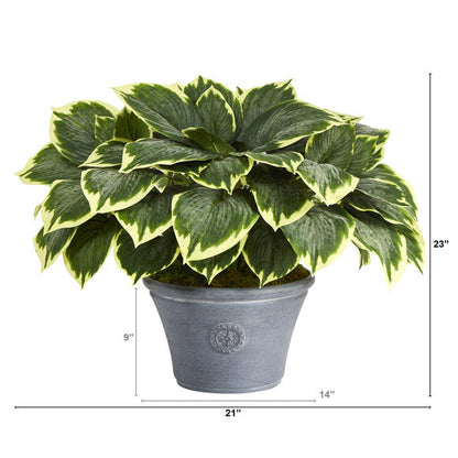 23" Variegated Hosta Artificial Plant in Gray Planter