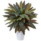 Peacock Plant in Swirl Planter