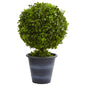 23" Boxwood Ball Topiary