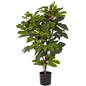 32" Fig Tree w/42 Lvs & 15 Figs