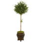 5.5' Olive Topiary Artificial Tree in Decorative Planter