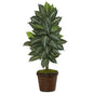 4' Zebra Plant in Coiled Rope Planter