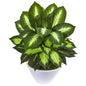 21' Golden Dieffenbachia Artificial Plant in White Planter